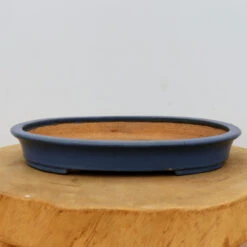 11" Tokoname Bonsai Pot - Hattori(No. 1516)