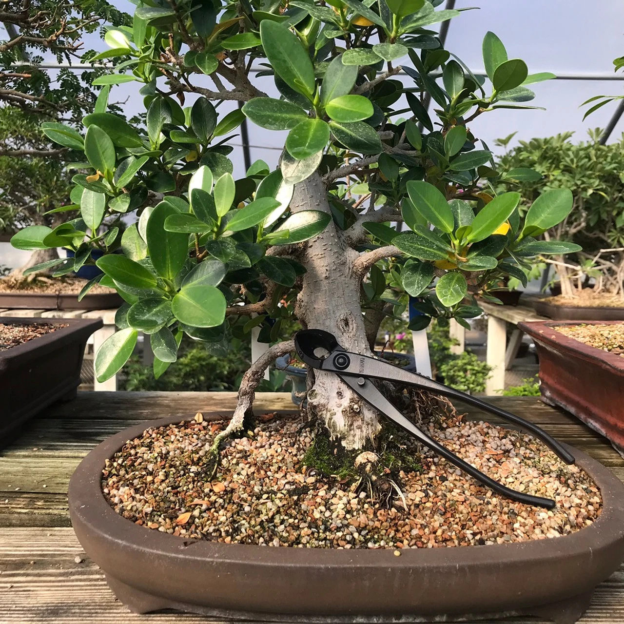 Yoshiaki Round-Blade / Spherical Concave Cutter - Image 5